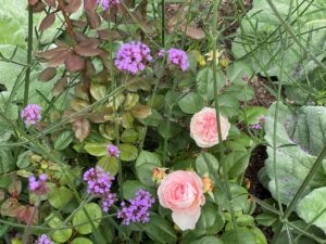 Roser, sølvsalvie og verbena bonariensis