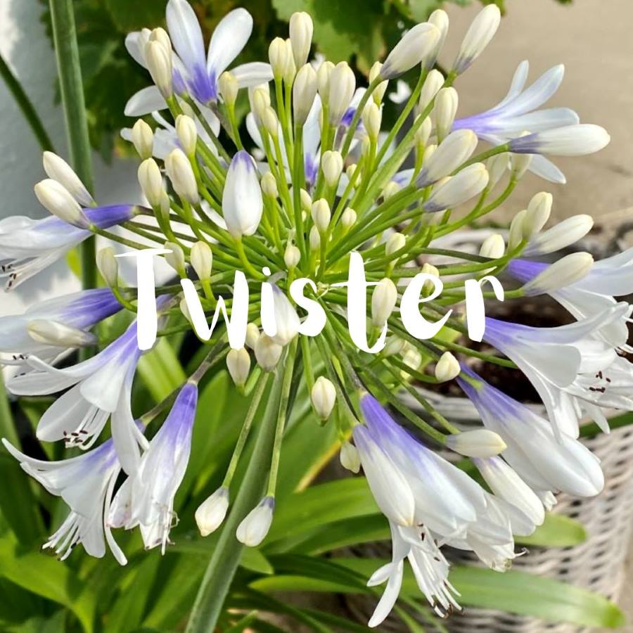 Agapanthus Twister